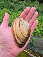 Teichmuscheln Gartenteich Algenfresser Wasserfilter Biofilter Nordrhein-Westfalen - Emsdetten Vorschau