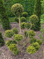 Eibe Taxus Formpflanzen Pon Pon Garten Bonsai Formgehölze Niedersachsen - Bramsche Vorschau