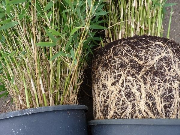 Heckenpflanzen/Gartenpflanzen/Wildsträucher mit Versand in Rostock