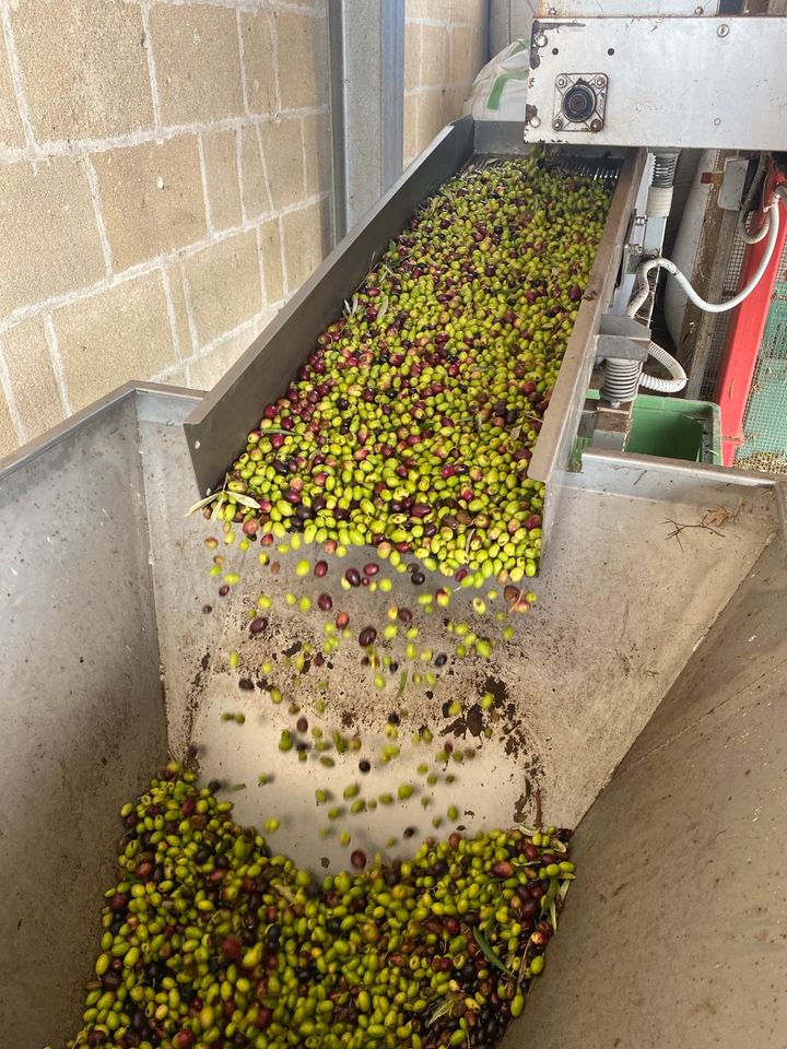 Extra natives Olivenöl, verarbeitet in Italien-Apulien 2023 2024 in Berlin