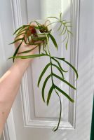 Evtl TAUSCH -Philodendron polypodioides - Kopfsteckling 4 Blätter Leipzig - Gohlis-Süd Vorschau