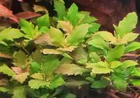 ✨️Hygrophila triflora ( Dreiblütiger Wasserfreund ) Baden-Württemberg - Göppingen Vorschau