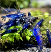 Royal Blue Tiger OE Garnelen, Rusty Tiger, Black Tiger Shrimp Dortmund - Westerfilde Vorschau