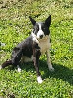 Border Collie Arbeitshund Hündin 13 Monate Rheinland-Pfalz - Miehlen Vorschau