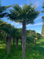 Hanfpalme Trachycarpus Fortunei ab 270cm Stamm Nordrhein-Westfalen - Recklinghausen Vorschau