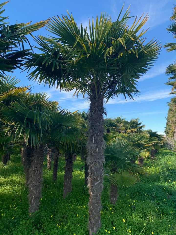 Hanfpalme Trachycarpus Fortunei ab 270cm Stamm in Recklinghausen