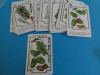 DDR Karten Kartenspiel Baum Blatt Blüte Frucht vollständig 5/48 Sachsen - Meerane Vorschau