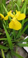 Gelbe Schwertlilien Iris Lilie Rhizom Knolle Nordrhein-Westfalen - Hattingen Vorschau