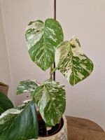 Monstera albo variegata - ganze Pflanze Dresden - Strehlen Vorschau