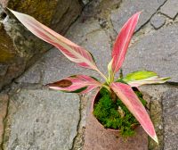 Musa Nono Pink Variegata Banana very Pink - M12R Hessen - Obertshausen Vorschau