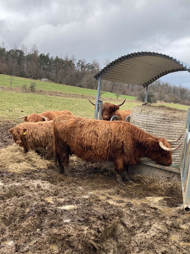 Highland Cattle,Kühe mit Kälber,Hochlandrinder,Rinder Bullen in Neunkirchen Siegerland