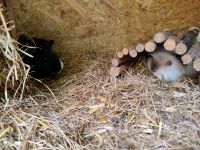 2 tolle Jungs suchen ein Zuhause Schleswig-Holstein - Warnau b Nettelsee Vorschau