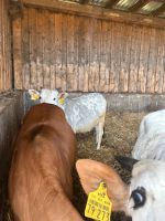 Zebu Zwergzebu Niedersachsen - Burgwedel Vorschau