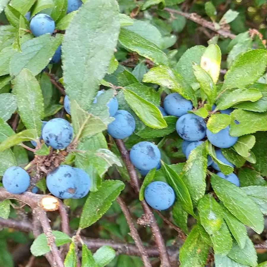 Schlehe Schwarzdorn Prunus spinosa Vogelschutzgehölz Wildgehölz in Friesenhagen