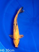 Koi D-Kin Showa 35cm H6-13 Nordrhein-Westfalen - Wadersloh Vorschau