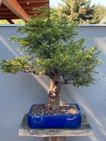 Bonsai Chinesische Pflaumen Eibe Rarität Brandenburg - Golzow Vorschau