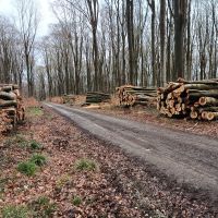 Verkaufe frische Buche, 4 m lang, gepoltert Hessen - Schenklengsfeld Vorschau