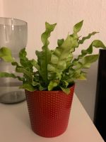Ikea pflanze Topf Vase deko neu Blume Beauty Berlin - Lichtenberg Vorschau