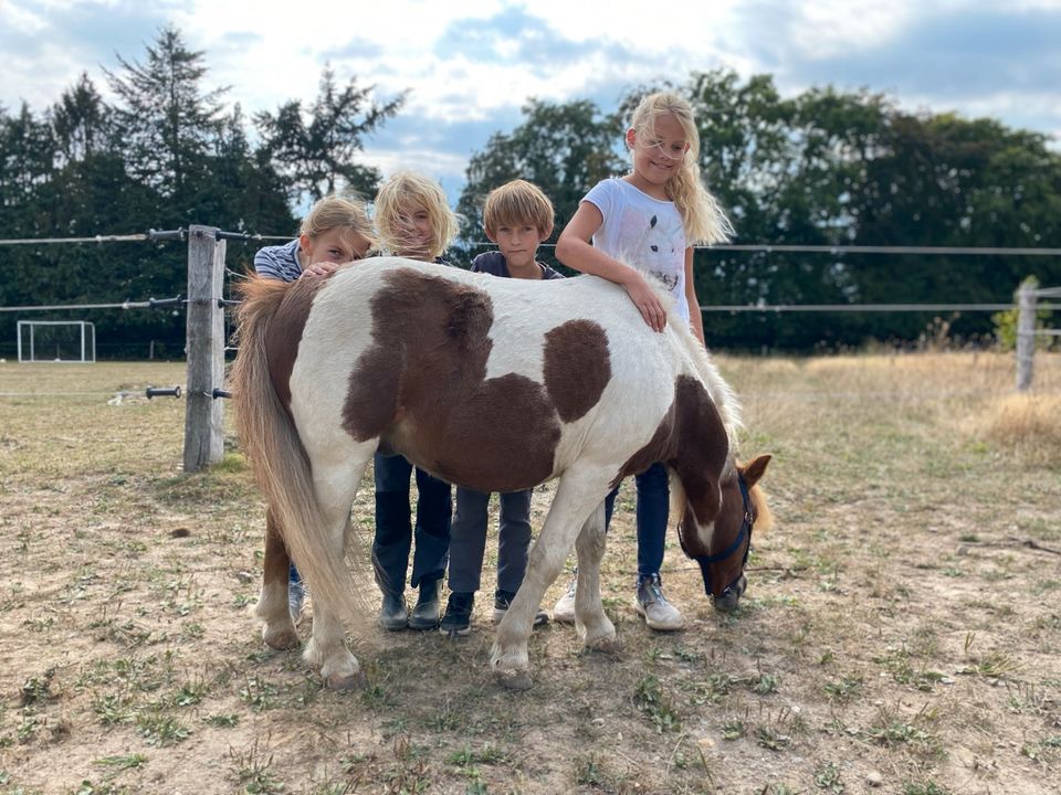 Ponyreiten Geführte Ausritte Pony PeerTied Shetty Pferd reiten in Jersbek