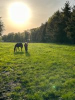 Suche Weideland / Pferdeweide Niedersachsen - Westerstede Vorschau