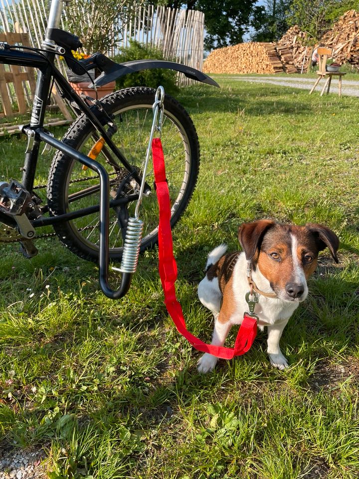 Hunde-Abstandshalter Fahrrad in Leiblfing