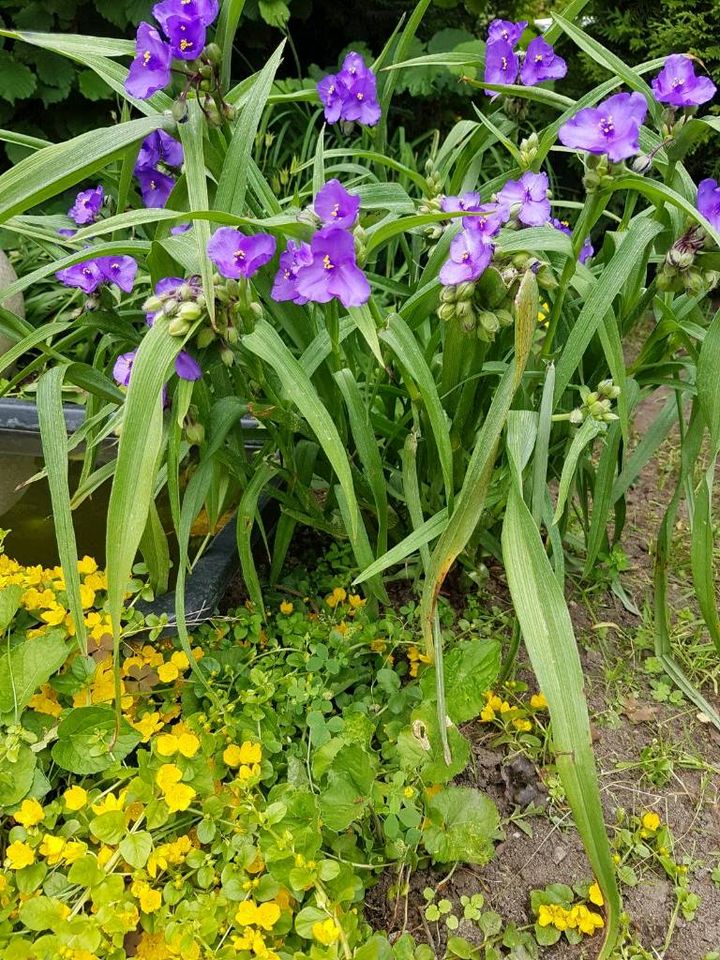 Hosta Funkien u. div. andere Pflanzen in Vordorf