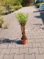 Geflochtene Weide 17 €, Salix alba Niedersachsen - Großefehn Vorschau