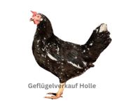 Dalmatiner Junghennen| Hühner kaufen in ihrer Nähe| Leghorn Nordrhein-Westfalen - Rietberg Vorschau