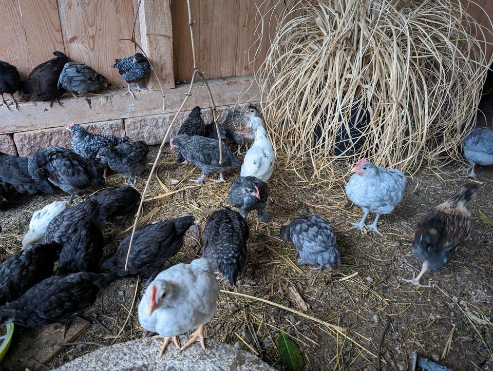 Küken 26 verschiedene Rassen * Küken * Kücken * Bieperl in Böbing