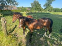 Ponys, Kinderponys, Kutschponys, Hackneyponys Nordrhein-Westfalen - Rheda-Wiedenbrück Vorschau