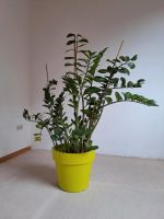 Zimmerpflanze Glücksfeder inkl. Blumentopf Niedersachsen - Stadland Vorschau