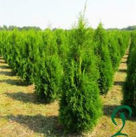 Thuja Smaragd ab 10 bis 100 Stück 100 bis 120 cm inkl. Lieferung Niedersachsen - Wietmarschen Vorschau