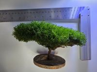 Nano Bäumchen, Korallen Moos, Bonsai Baum, Aquarium Nordrhein-Westfalen - Wermelskirchen Vorschau