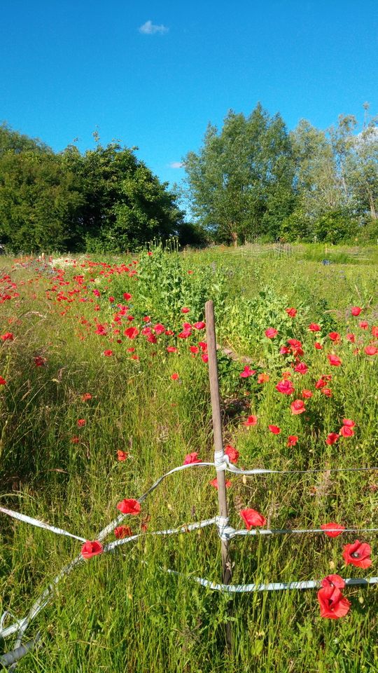 Kleiner Selbstversorgerhof in Alleinlage zu verkaufen in Sundhagen