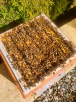 Bienen Völker Buckfast auf Miniplus Maß zu verkaufen Bayern - Schweinfurt Vorschau
