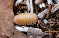 Armadillidium pallasii Orange Asseln Tropisch Hessen - Schotten Vorschau