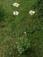 Heimische Wiesenmagerite Bayern - Aichach Vorschau