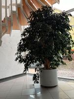 Birkenfeige Ficus Benjamini Hessen - Hungen Vorschau