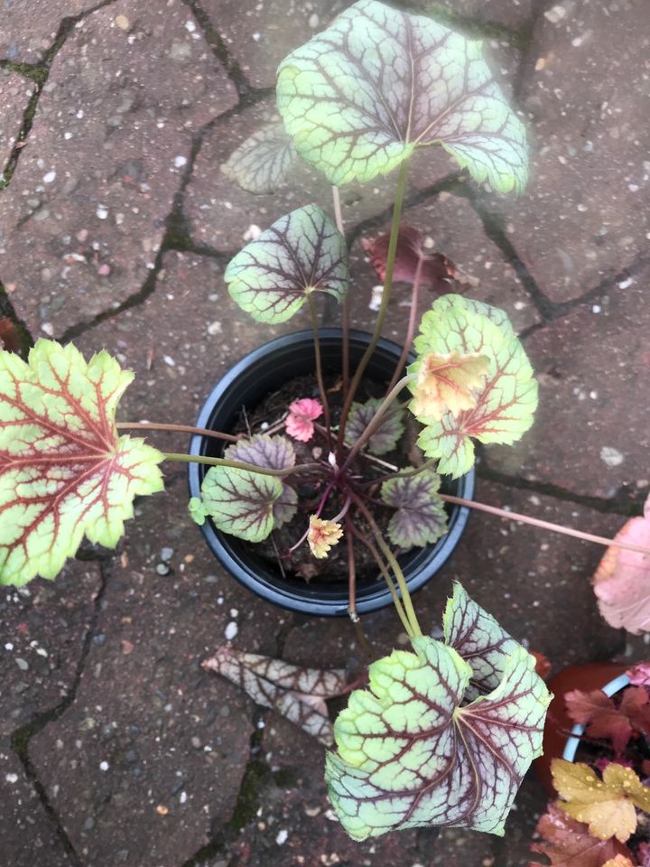 Heuchera purpurglöckchen in Mainz