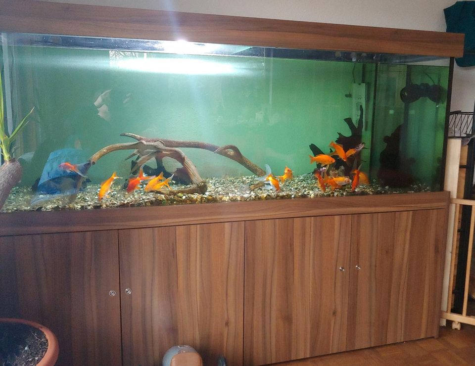 Aquarium 1000 l in Weiler bei Bingen