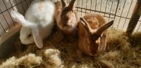 Kaninchen suchen noch Buchholz-Kleefeld - Hannover Groß Buchholz Vorschau