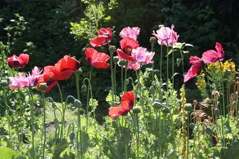 MOHNSAMEN TOLLE MISCHUNG SIEHE BILDER VERSAND GRATIS in Albstadt