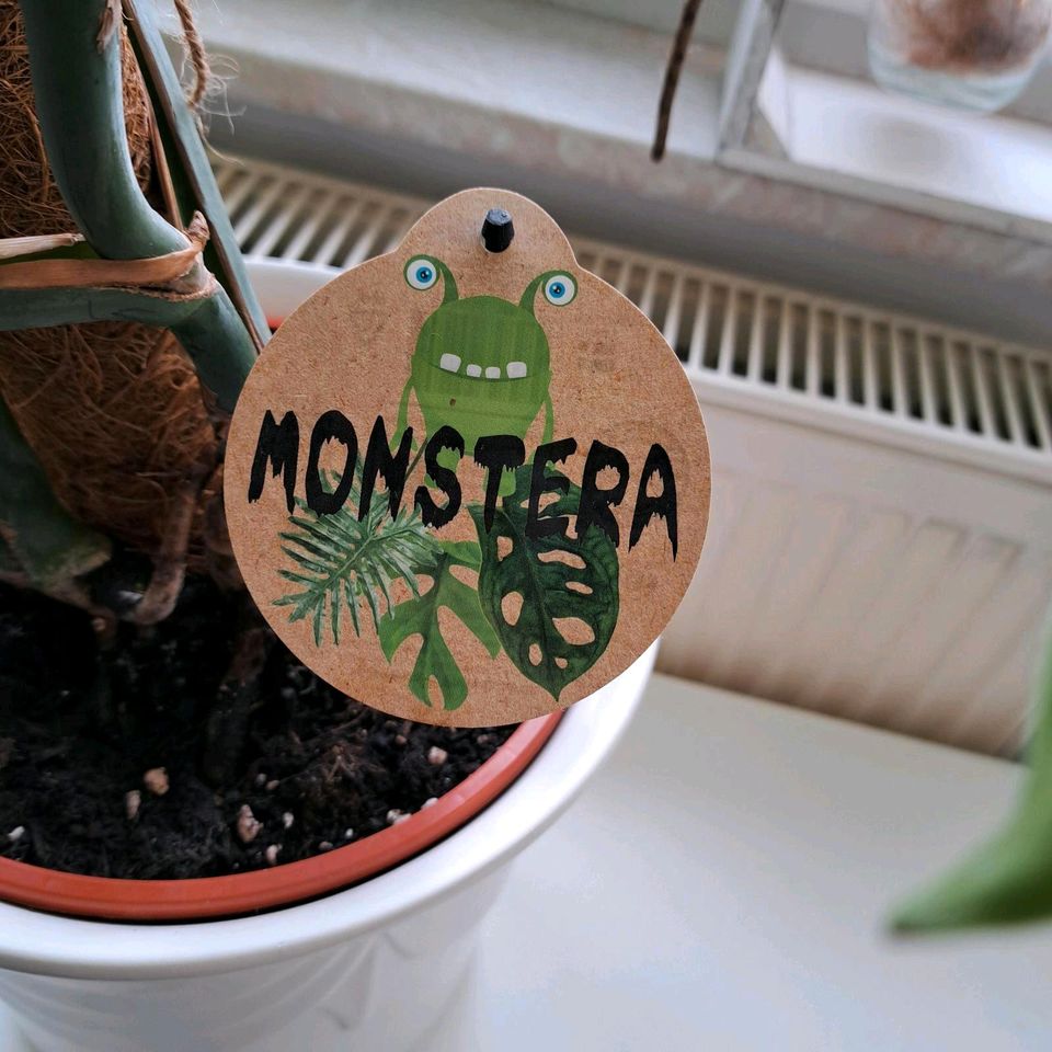 Pflanze * Monstera mit Übertopf in Niepars
