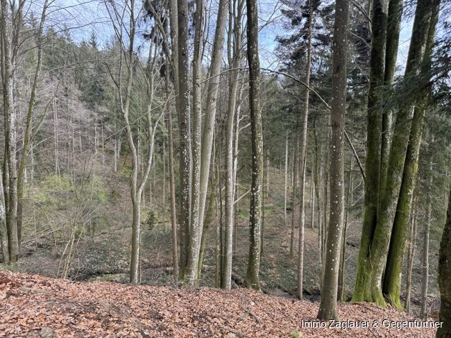 Naturnahe Investition: Waldgrundstück in Schaufling bietet langfristige Rendite und ökologische Wertsteigerung! in Schaufling