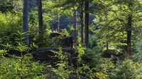 Wald gesucht in der Umgebung von Sohland Sachsen - Sohland Vorschau