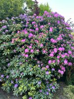 Rhododendron Niedersachsen - Schiffdorf Vorschau