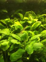 Anubias versch. Größen Aquarium Pflanzen Rheinland-Pfalz - Oberirsen Vorschau