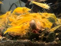 Yellow Fire Garnelen - Neocaridina Gelb fürs Aquarium Hessen - Bischofsheim Vorschau