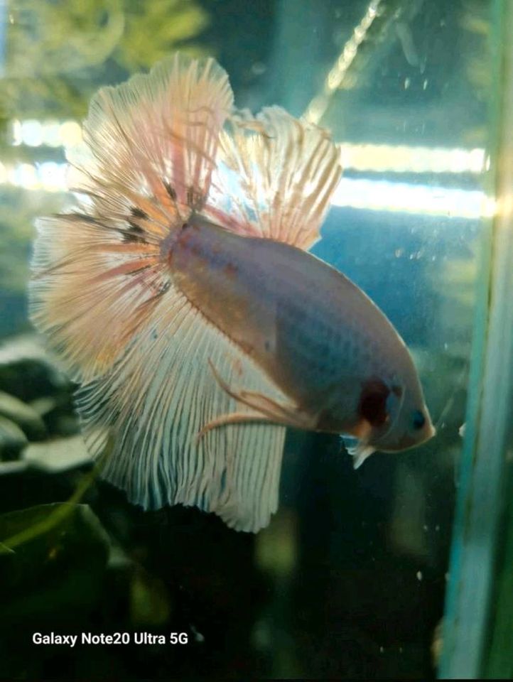 Kampffisch | Betta Spledens weiß-rosa-blau Halfmoon männlich in Heidelberg