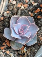 Sukkulente, Echeveria "Perle von Nürnberg" Mecklenburg-Vorpommern - Stralsund Vorschau